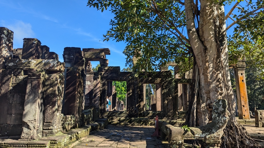       Ancient temple ruins with trees growing in and around them.
  
