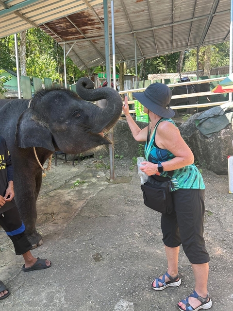       Elephant interacting with a person.
  