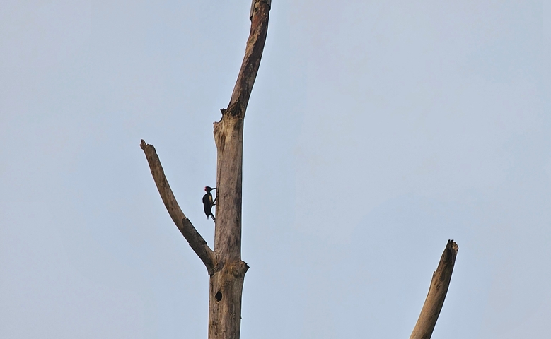       Woodpecker on a tall, bare tree trunk against a clear sky.
  