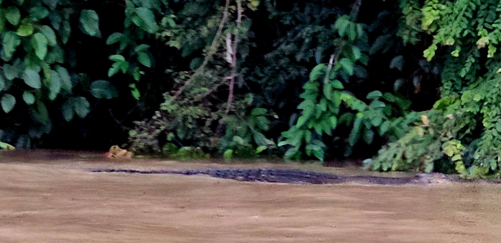       Crocodile partially submerged in a river with dense green foliage background.
  