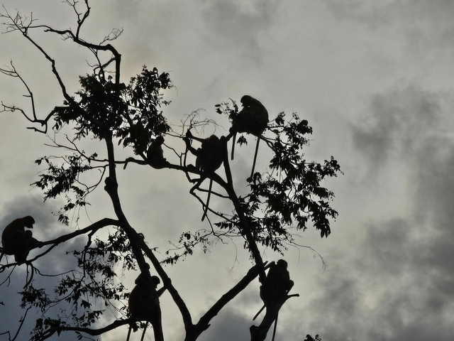 Silhouettes of monkeys on tree branches against a cloudy sky.