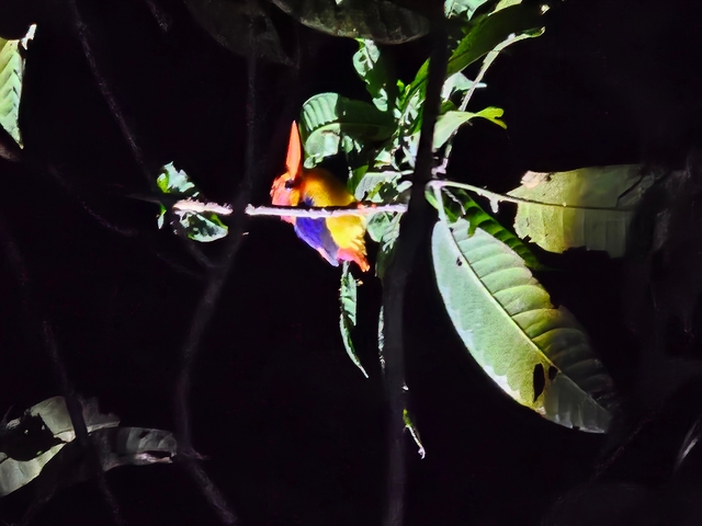 Colorful bird perched on a branch in a dark setting.