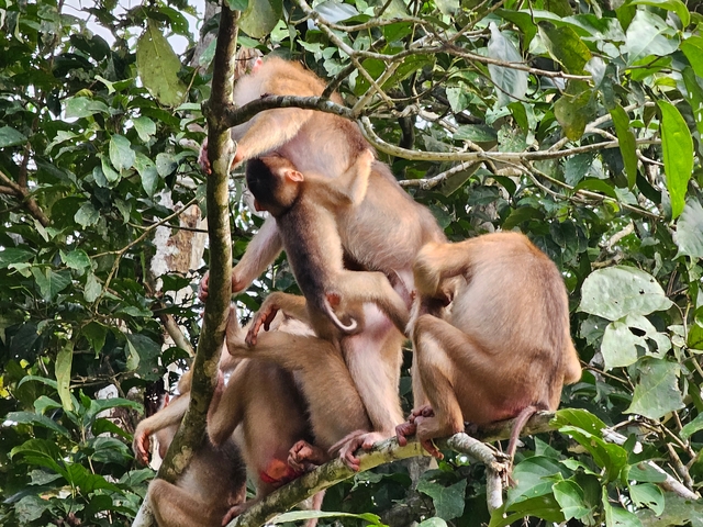 Group of monkeys interacting on tree branches amidst foliage.