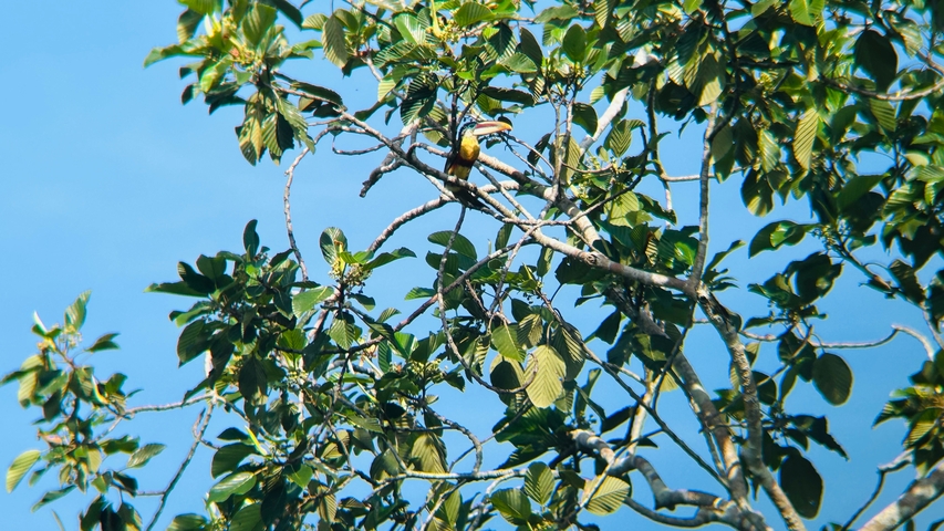       Toucan perched on a tree branch with green leaves.
  