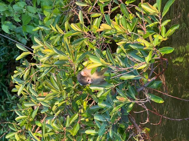 A monkey peeking through dense foliage.