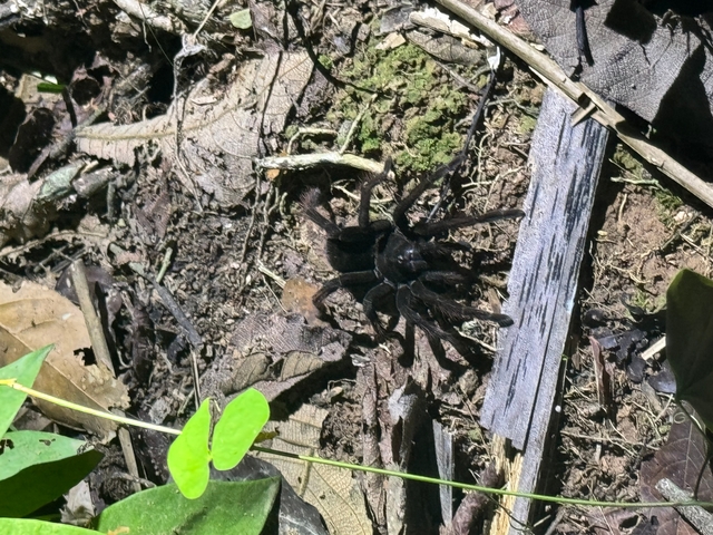 A spider on the forest floor surrounded by leaves.