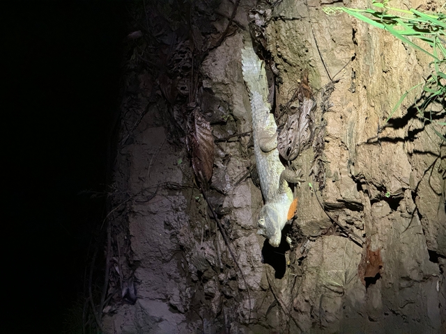Gecko on a tree trunk at night.