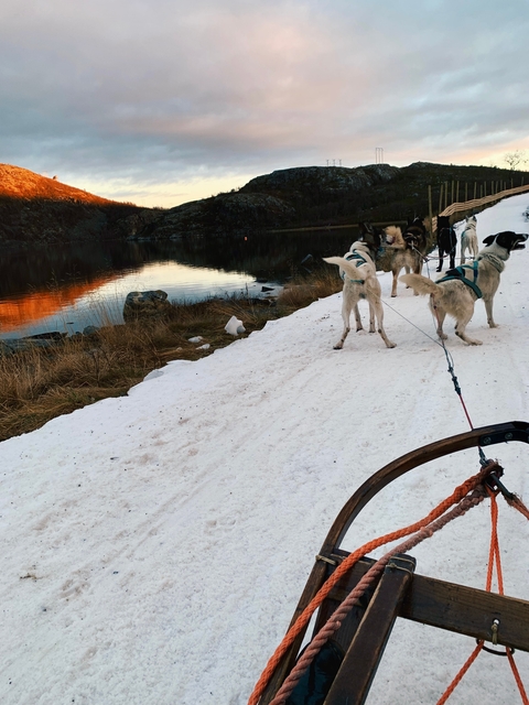       Dogs harnessed for sledding on a snowy trail.
  