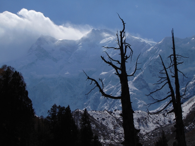Forested mountains with barren trees in winter.