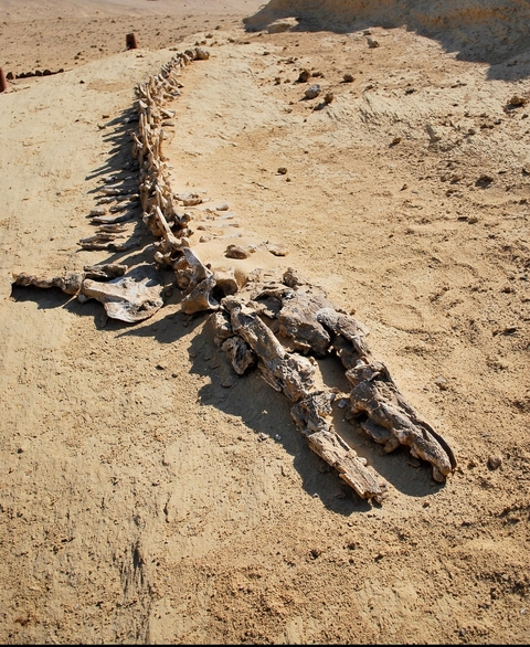       Dinosaur fossils displayed on sandy ground.
  