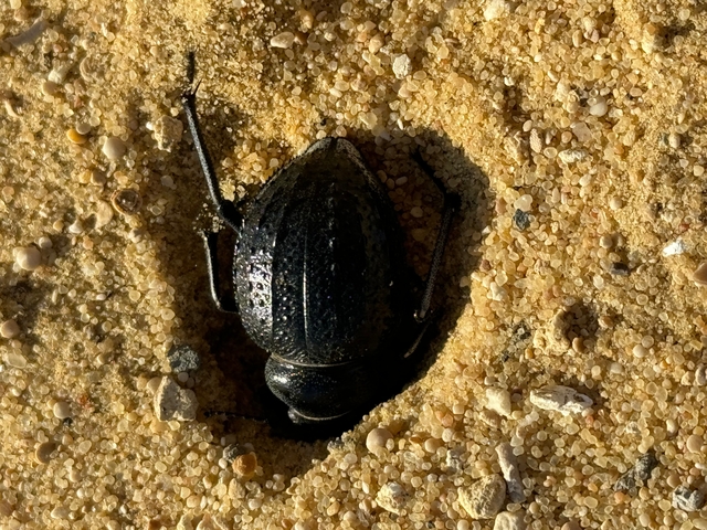       Insect half-buried in sand.
  