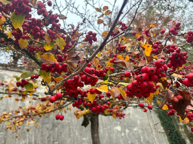       Close-up of red berries among autumn leaves.
  