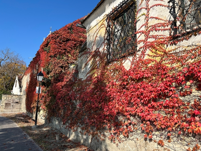       Wall covered with vibrant red and orange ivy leaves.
  