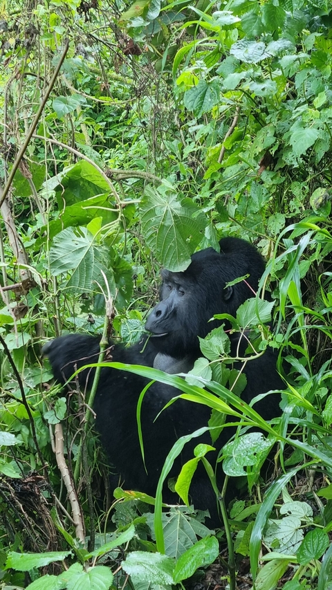       A large gorilla among thick vegetation.
  