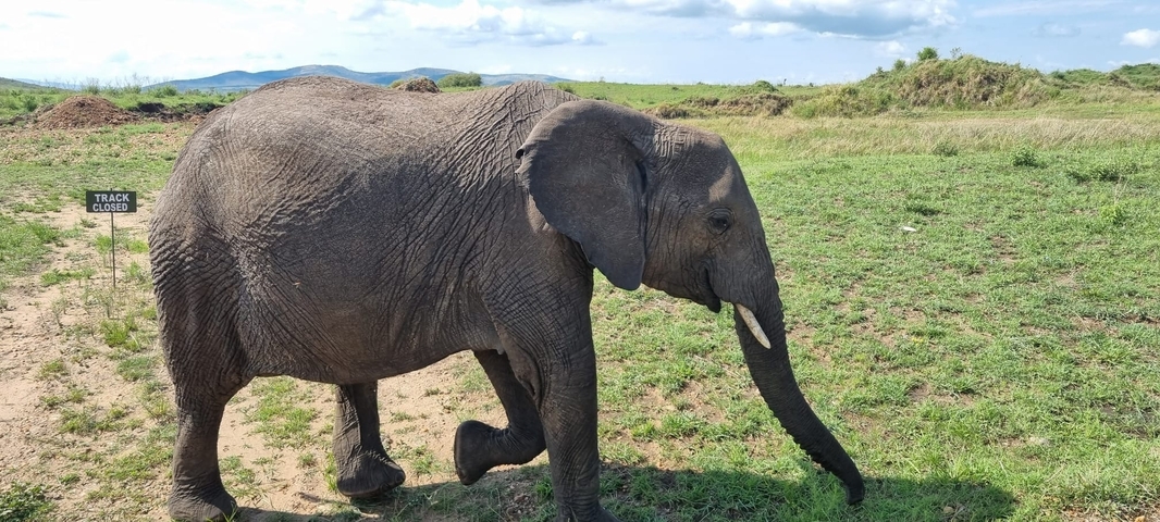       An elephant in a grassy plain environment.
  