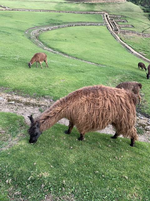 Brown llamas grazing on green grass.