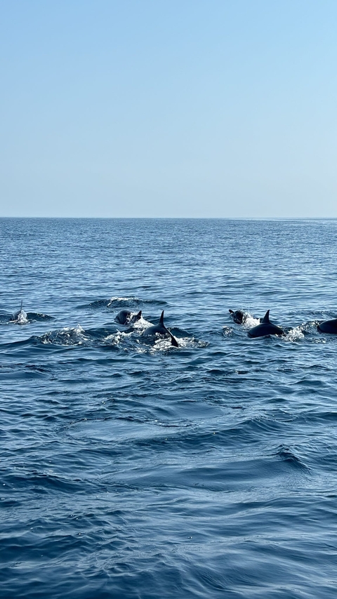       Dolphins swimming in the ocean.
  