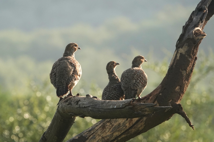       Three birds perched on a dried branch.
  