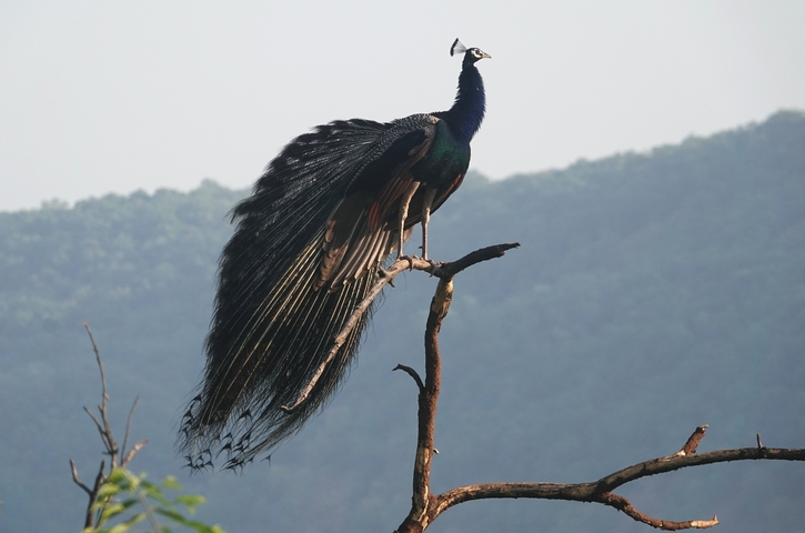       A peacock perched on a branch with its feathers fanned out.
  