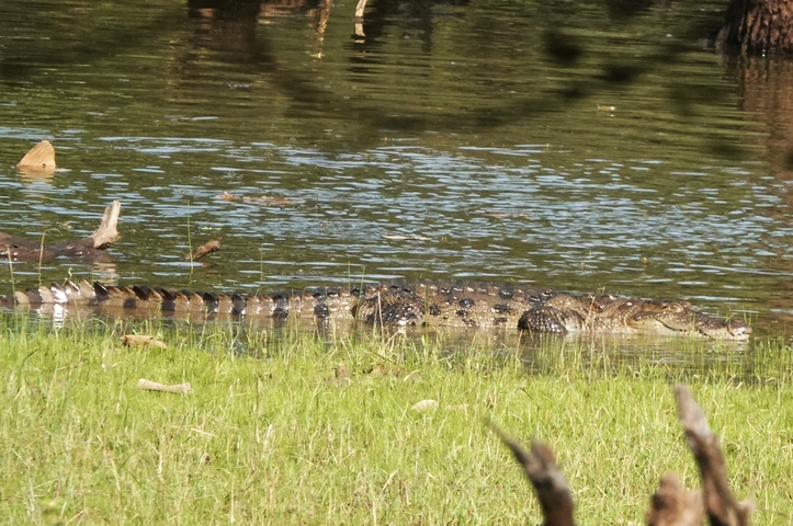       A crocodile submerged in water with just its snout and eyes visible.
  