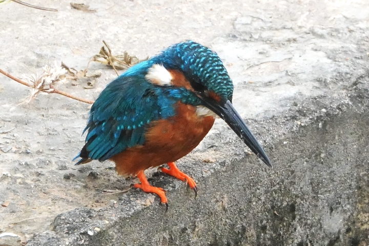       Close-up of a colorful kingfisher bird.
  
