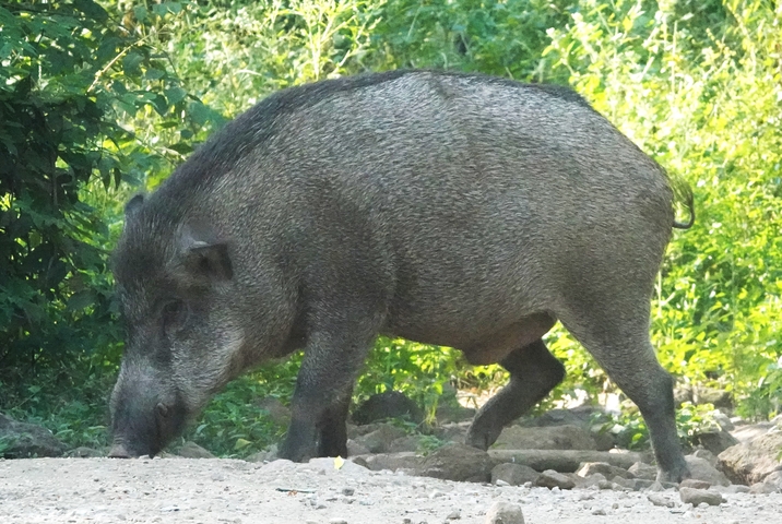       Wild boar walking through a forested area.
  