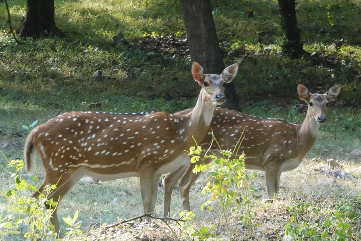 Two spotted deer standing in a forested area.