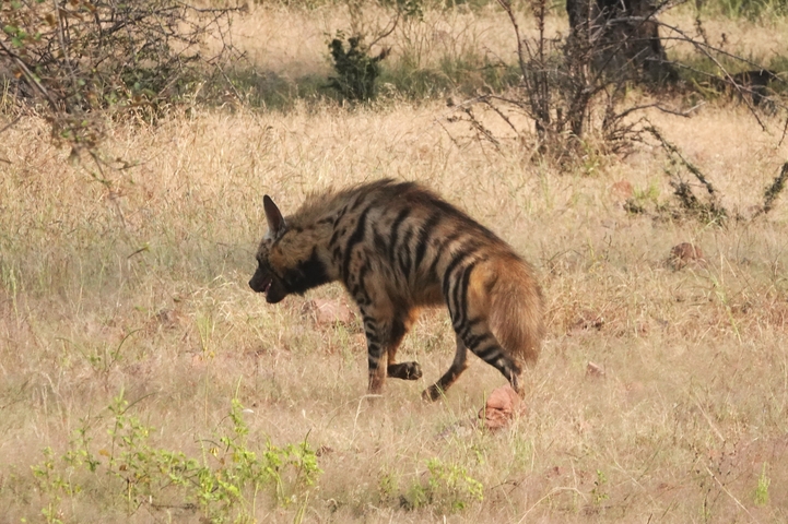 A striped hyena walking through dry grassland.