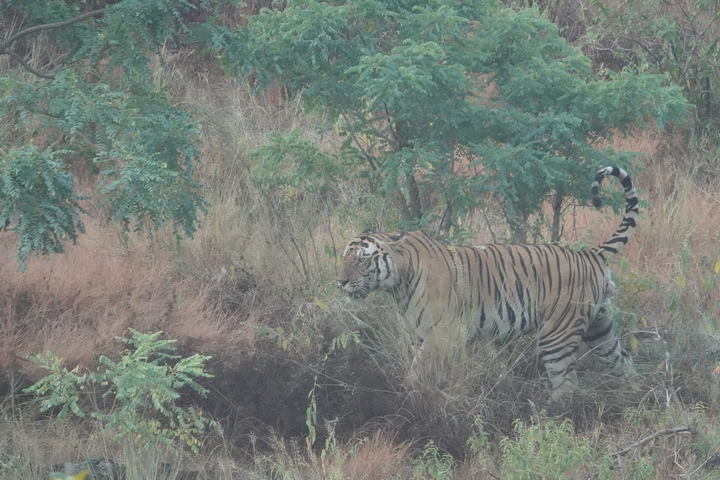       A tiger walking through a natural habitat.
  