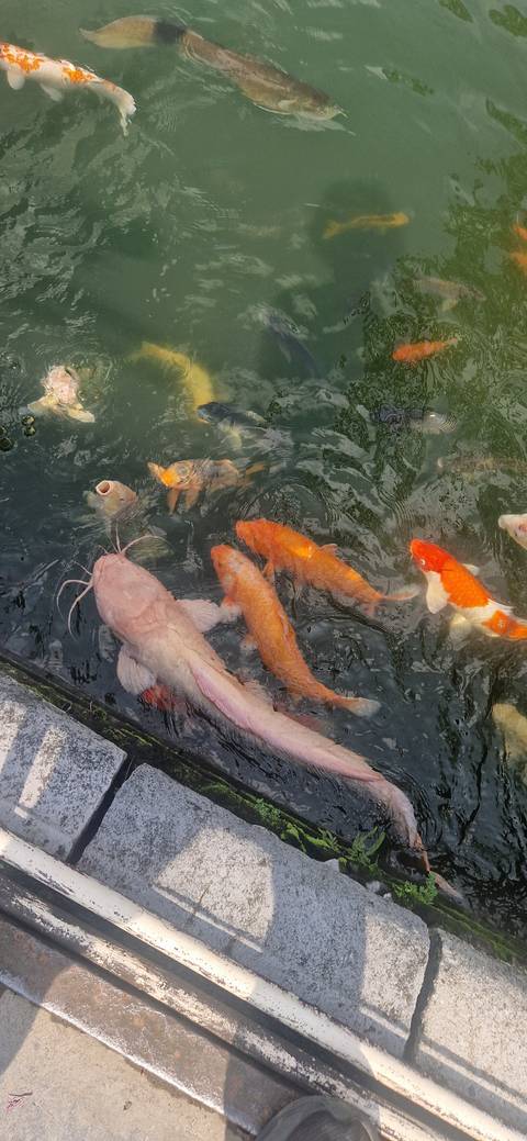       A group of colorful fish swimming in water.
  