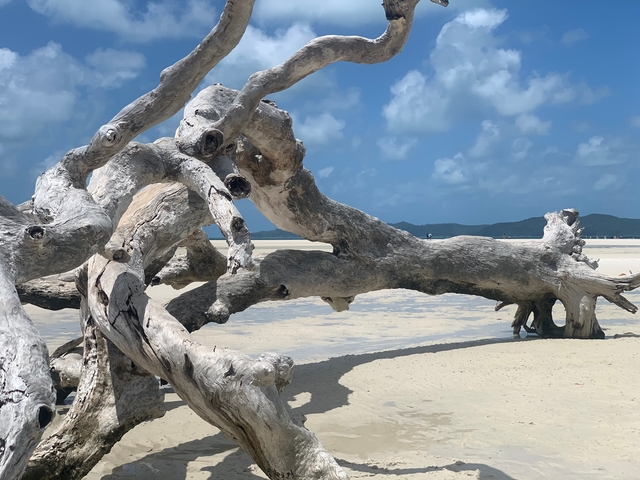 Driftwood on a sandy beach with blue skies.