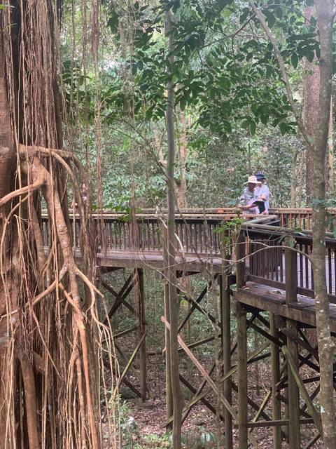 Two people walking on a wooden boardwalk in a dense forest.