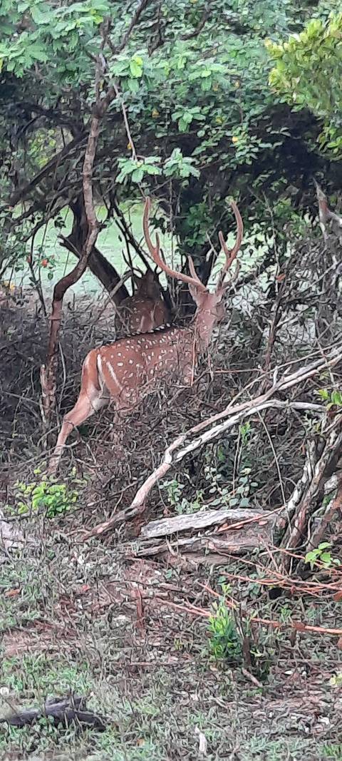       A deer partially visible through dense foliage.
  