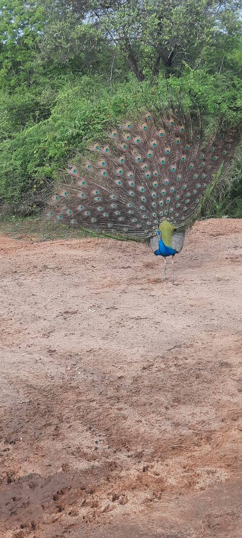       A peacock displaying its colorful plumage.
  