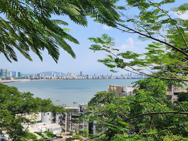 Coastal cityscape viewed through tree branches on a sunny day.