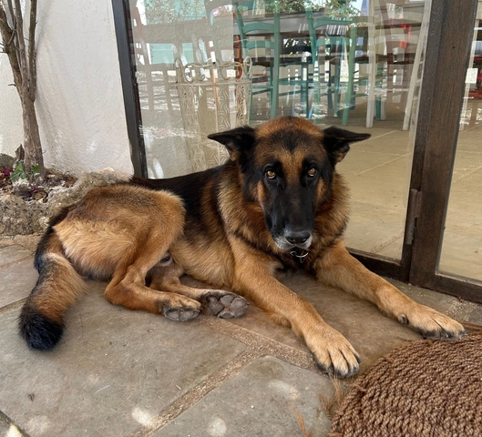       German Shepherd dog lying on the floor.
  