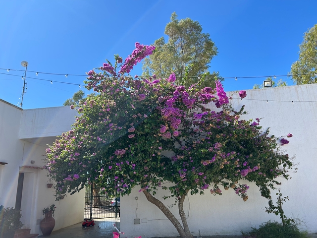       Bougainvillea flowering tree against a white wall.
  