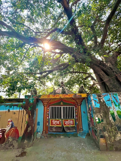 Monkeys on top of a temple with sunlit trees.