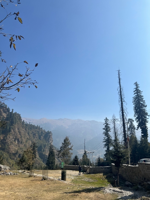 Towering pine trees with distant mountains under a clear sky