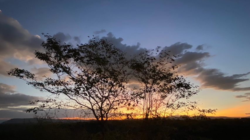 Silhouette of a tree against a colorful sunset sky.