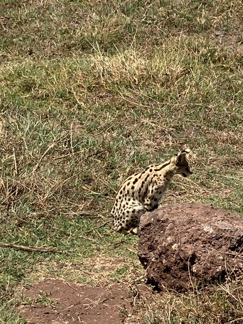 A wild cat, possibly a cheetah, sitting on a rocky terrain.