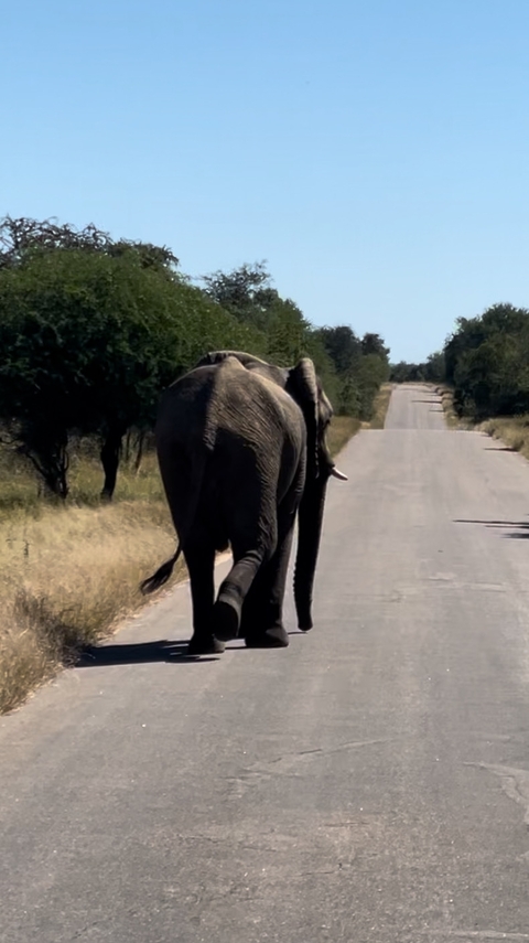 Klantbeoordelingsfoto van Budget-safari in Kruger - 4 dagen 