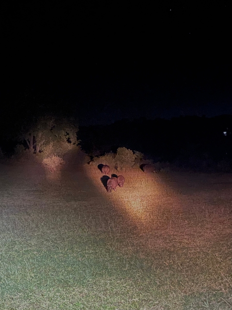Wild animals grazing in the night illuminated by headlights.