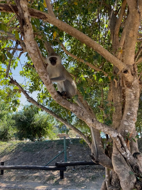Monkey sitting on a tree branch.