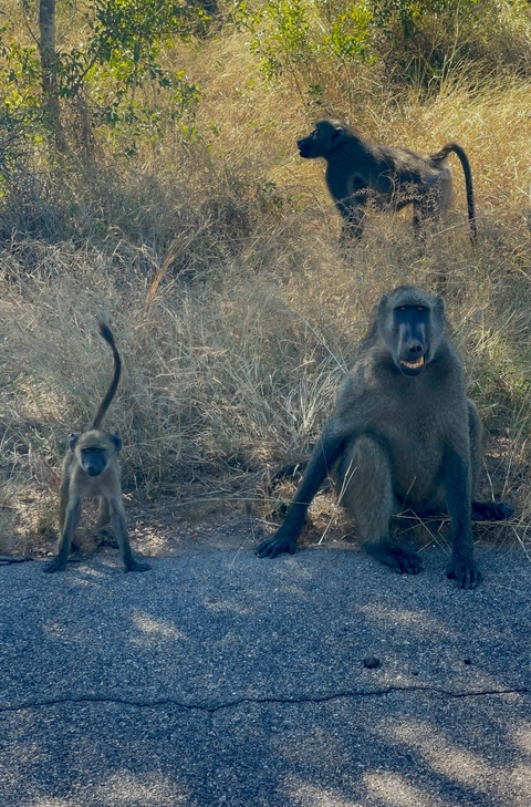 Baboon and its baby sitting in dry grass.