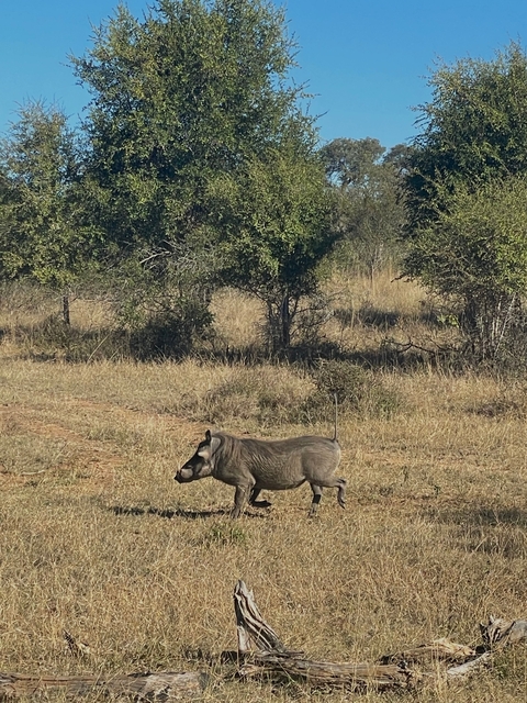 Warthog walking in a grassy area.