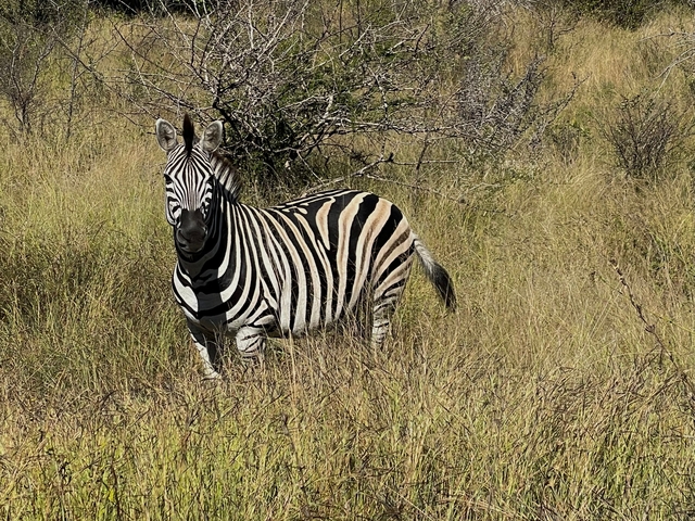 Zebra standing in a field of tall grass.