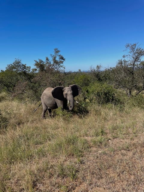 Elephant walking through a shrub-filled landscape.