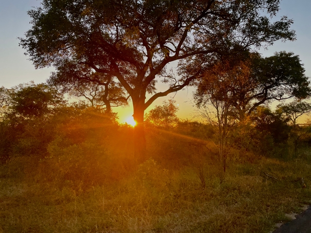 Sunset view through trees in a forest.