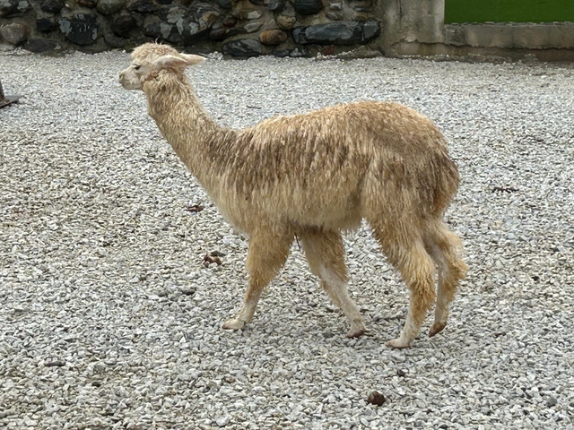 A llama walking on a gravel surface.